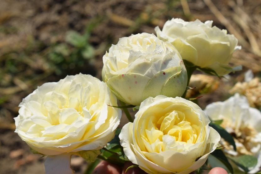  - TRANDAFIR VARA 2018 IV