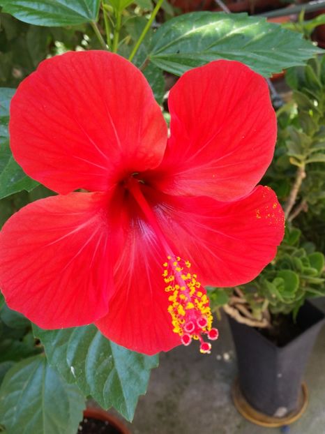  - Hibiscus 2018