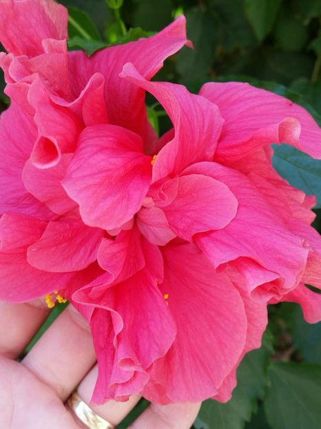  - Hibiscus 2018