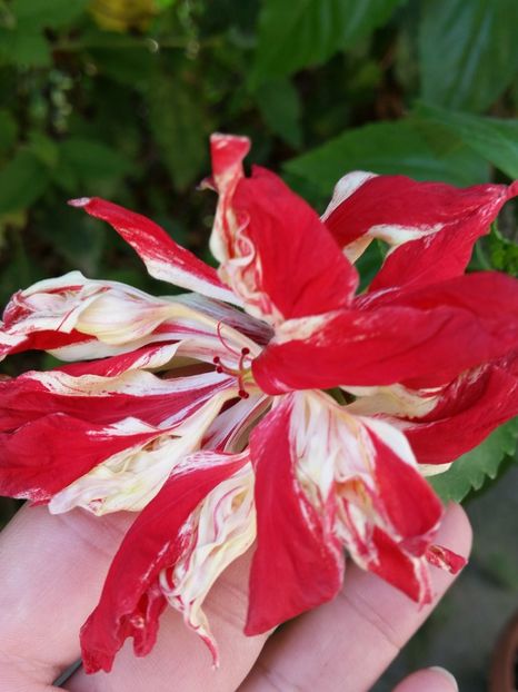  - Hibiscus 2018