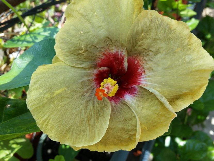  - Hibiscus 2018