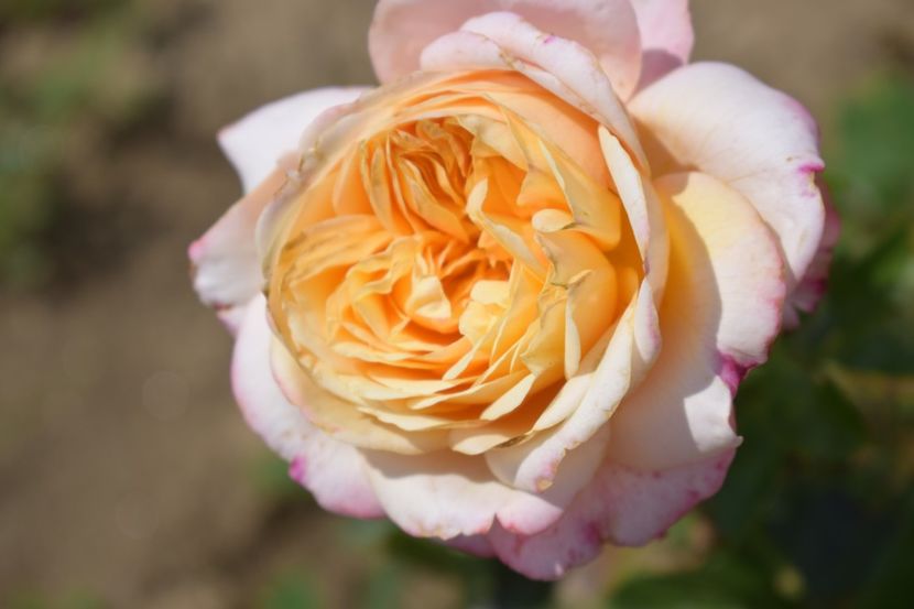  - TRANDAFIRI VARA 2018 V