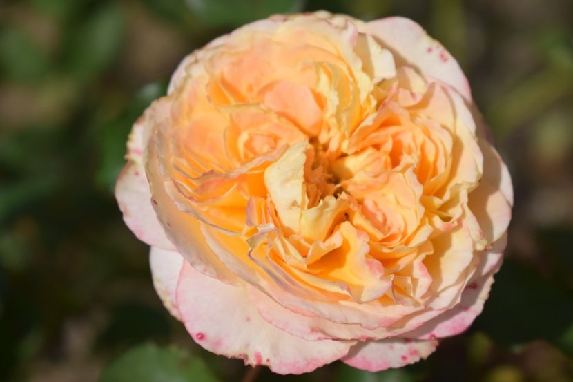  - TRANDAFIRI VARA 2018 V