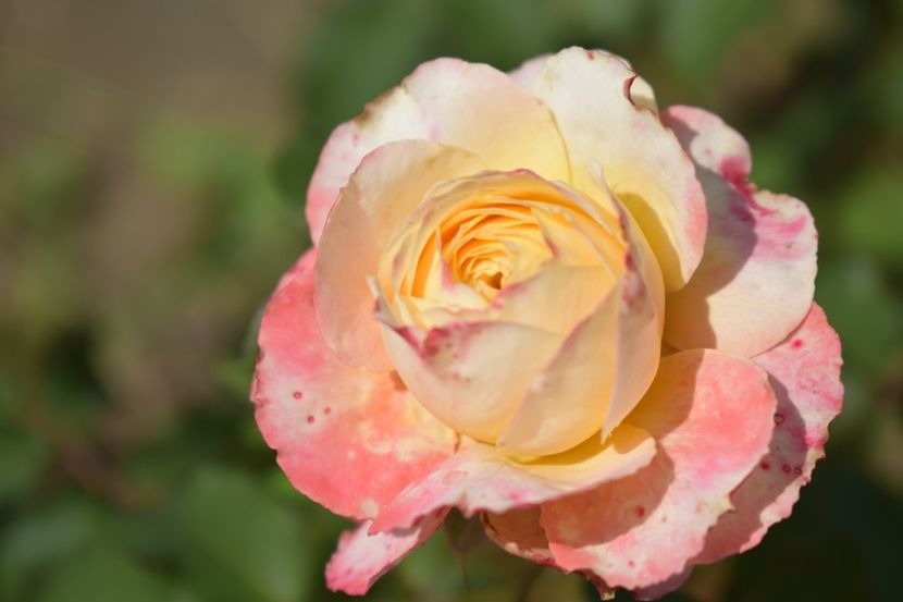  - TRANDAFIRI VARA 2018 V