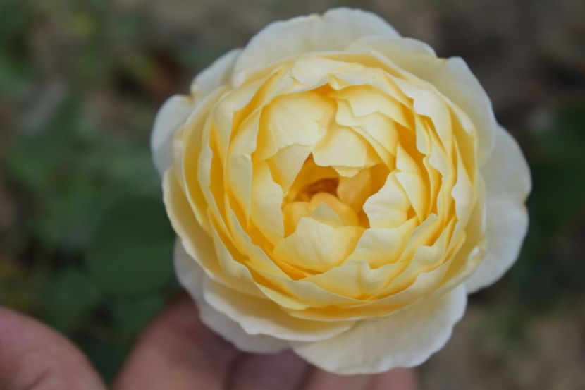  - TRANDAFIRI VARA 2018 V