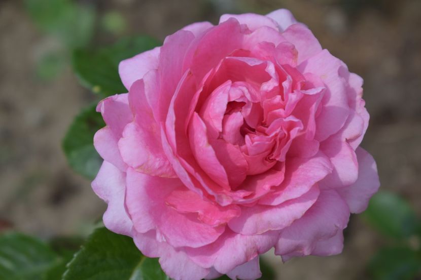  - TRANDAFIRI VARA 2018 V