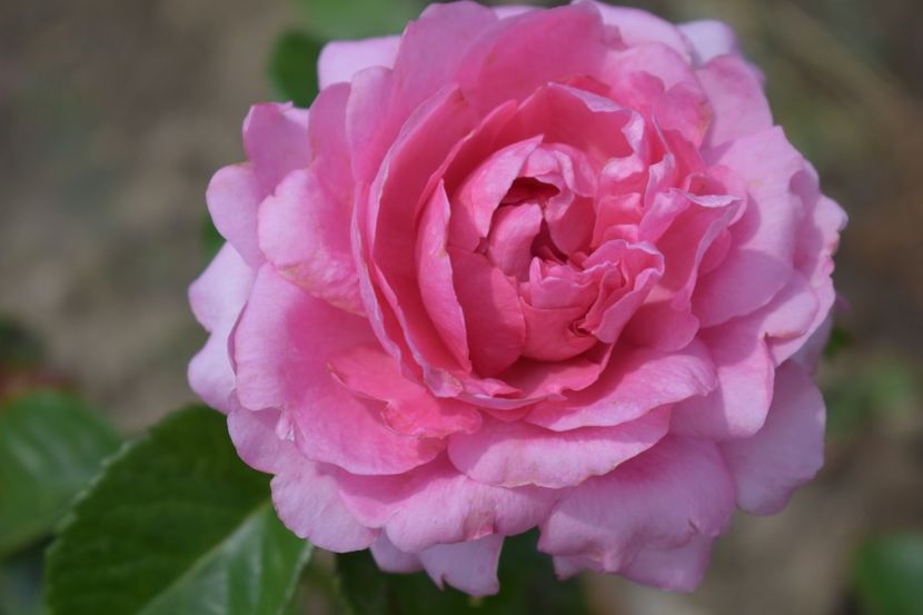  - TRANDAFIRI VARA 2018 V