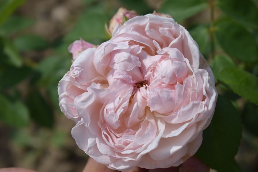  - TRANDAFIRI VARA 2018 V