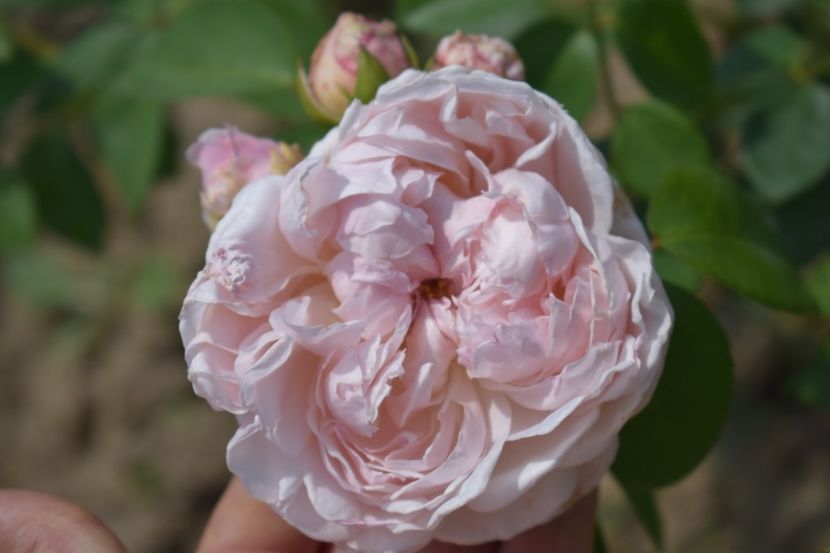  - TRANDAFIRI VARA 2018 V