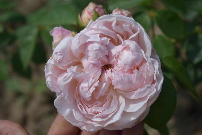  - TRANDAFIRI VARA 2018 V