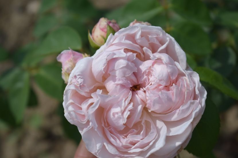  - TRANDAFIRI VARA 2018 V