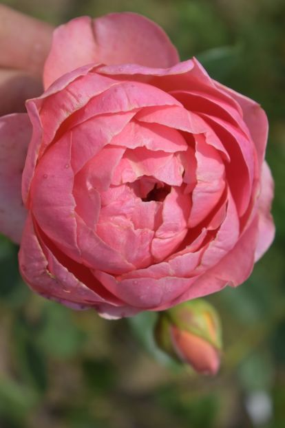  - TRANDAFIRI VARA 2018 V