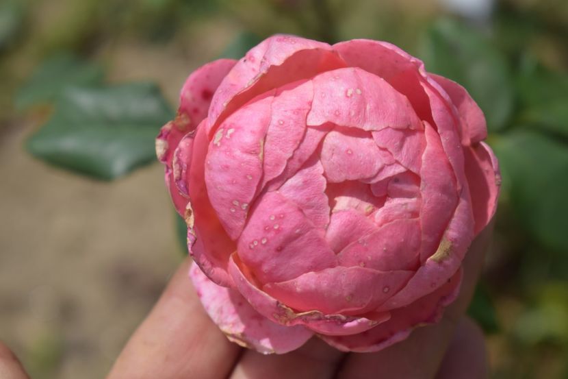  - TRANDAFIRI VARA 2018 V