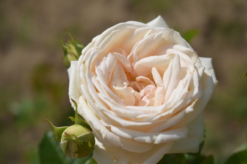  - TRANDAFIRI VARA 2018 V