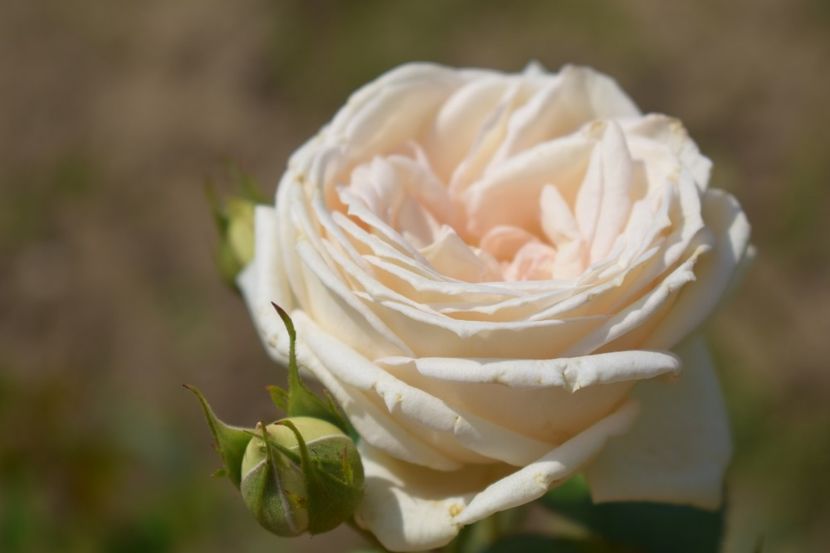  - TRANDAFIRI VARA 2018 V