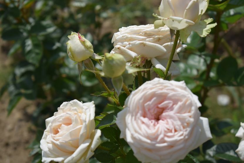  - TRANDAFIRI VARA 2018 V