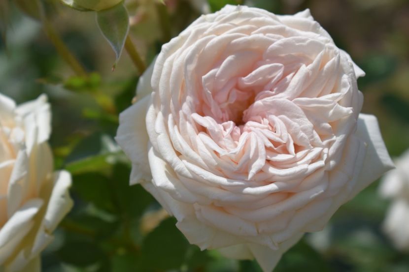  - TRANDAFIRI VARA 2018 V