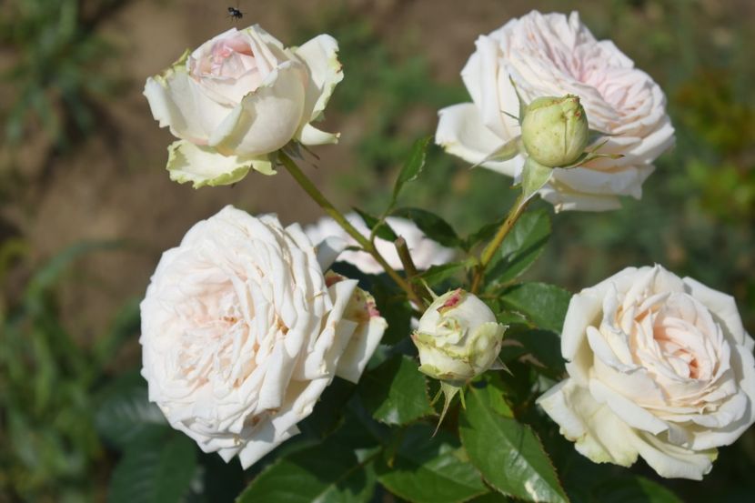  - TRANDAFIRI VARA 2018 V