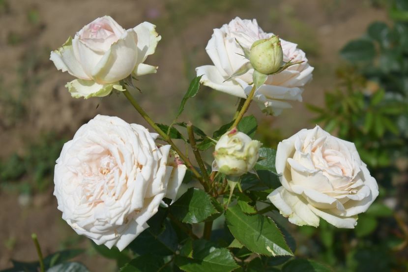  - TRANDAFIRI VARA 2018 V