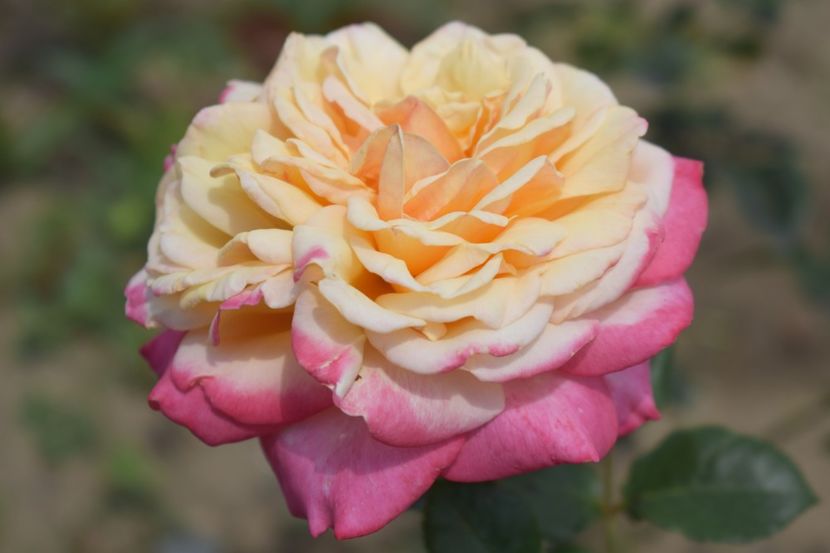  - TRANDAFIRI VARA 2018 V