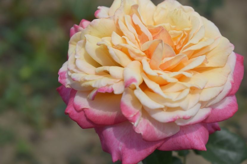  - TRANDAFIRI VARA 2018 V