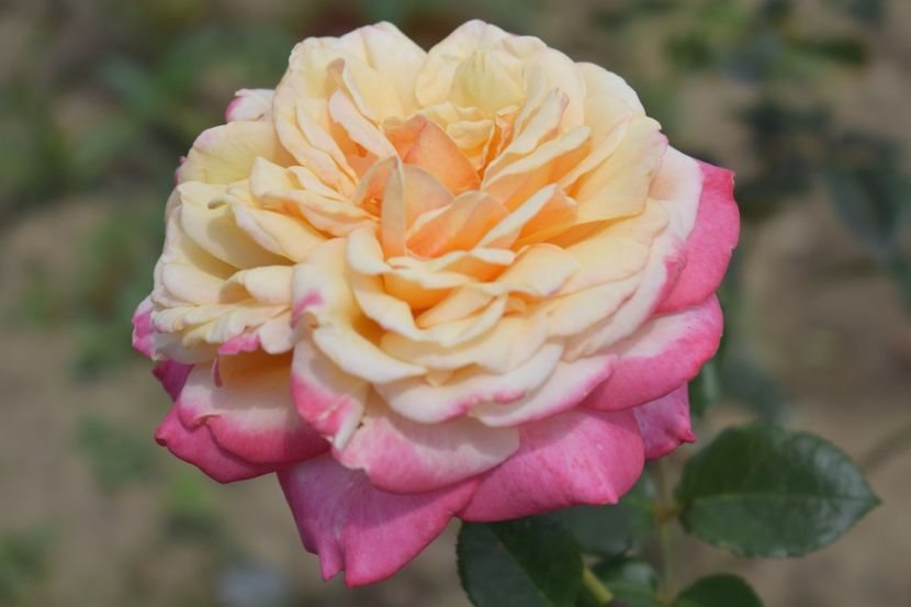  - TRANDAFIRI VARA 2018 V