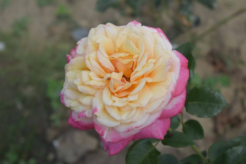  - TRANDAFIRI VARA 2018 V