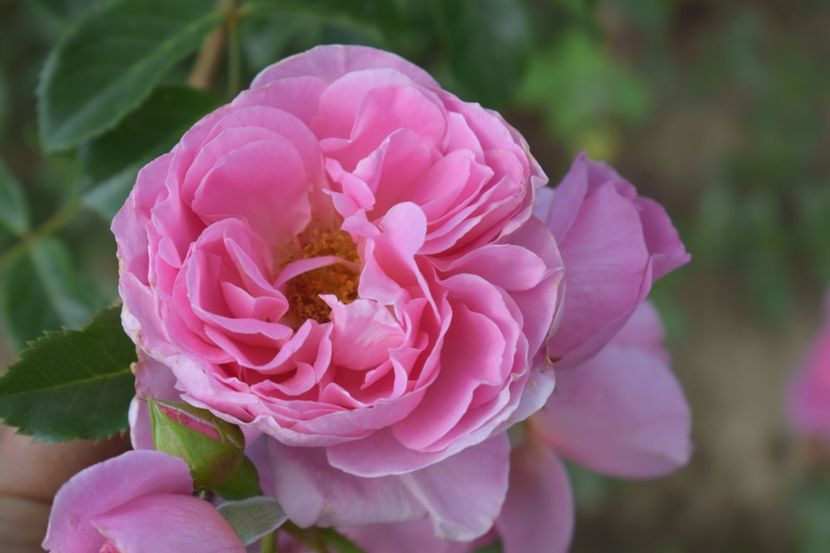  - TRANDAFIRI VARA 2018 V