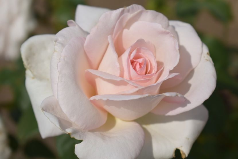  - TRANDAFIRI VARA 2018 V