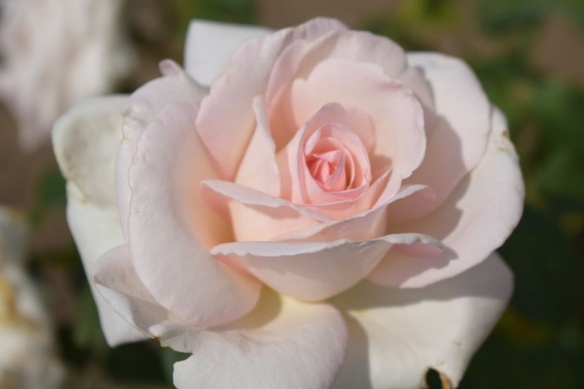  - TRANDAFIRI VARA 2018 V