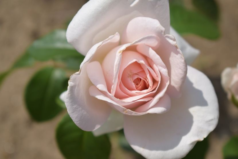  - TRANDAFIRI VARA 2018 V