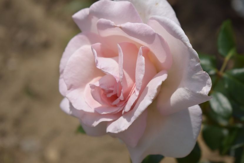  - TRANDAFIRI VARA 2018 V