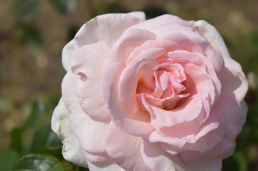  - TRANDAFIRI VARA 2018 V