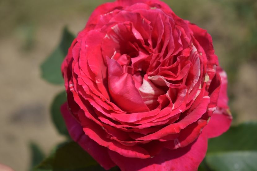  - TRANDAFIRI VARA 2018 V