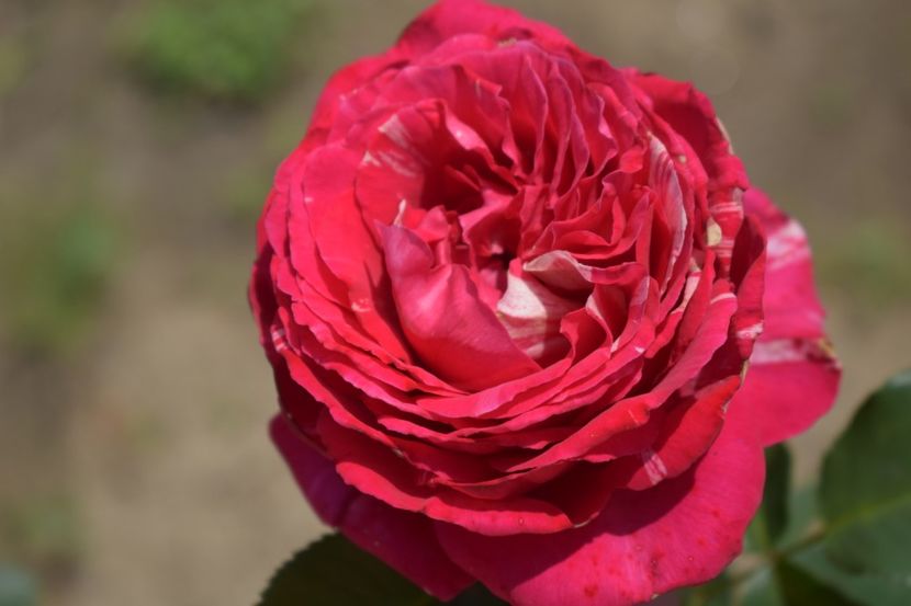  - TRANDAFIRI VARA 2018 V