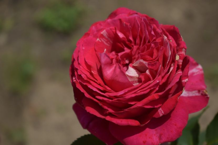  - TRANDAFIRI VARA 2018 V