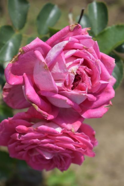  - TRANDAFIRI VARA 2018 V