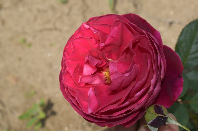  - TRANDAFIRI VARA 2018 V