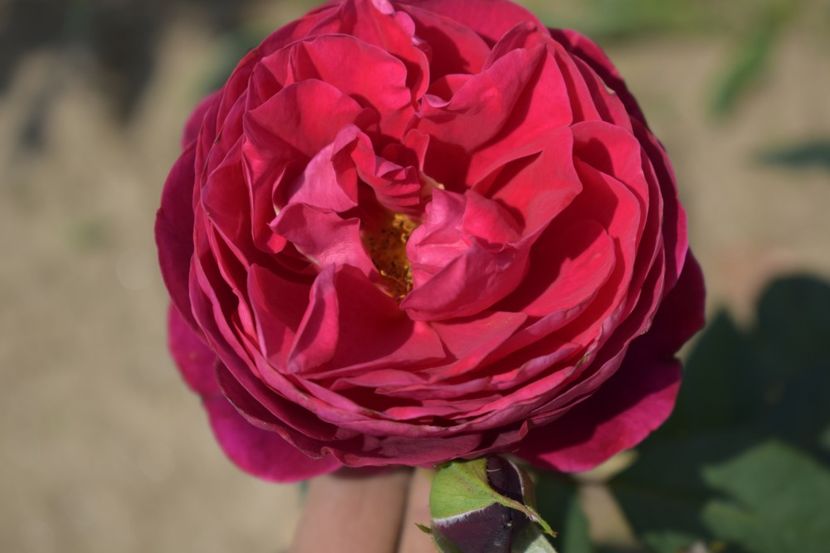  - TRANDAFIRI VARA 2018 V