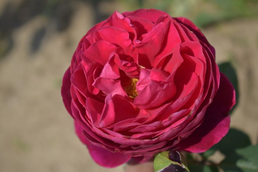  - TRANDAFIRI VARA 2018 V