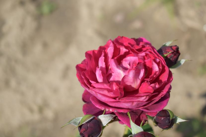  - TRANDAFIRI VARA 2018 V