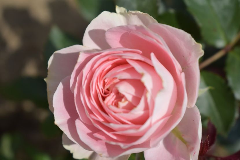  - TRANDAFIRI VARA 2018 V