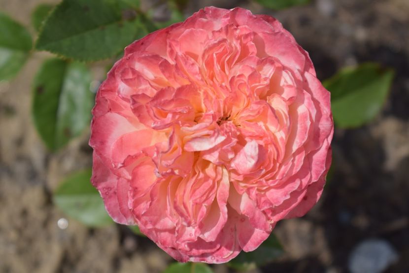  - TRANDAFIRI VARA 2018 V