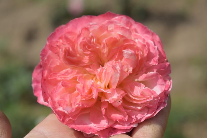  - TRANDAFIRI VARA 2018 V