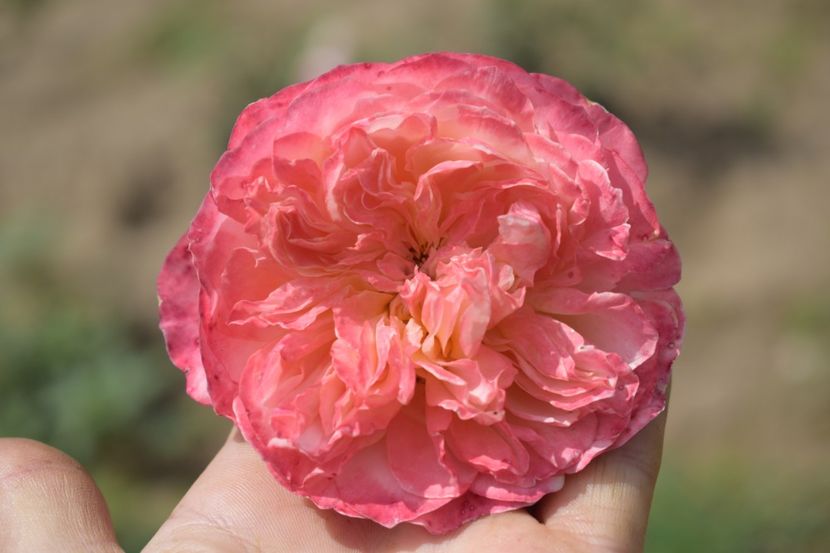  - TRANDAFIRI VARA 2018 V