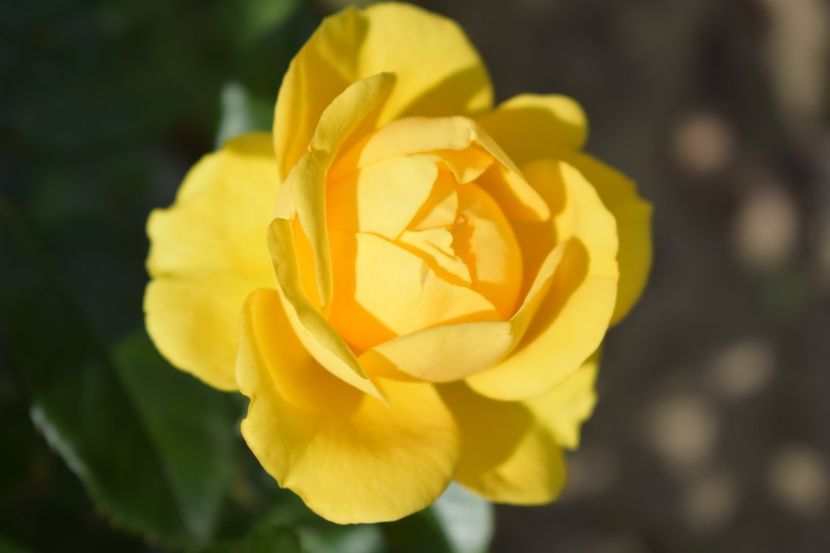  - TRANDAFIRI VARA 2018 V