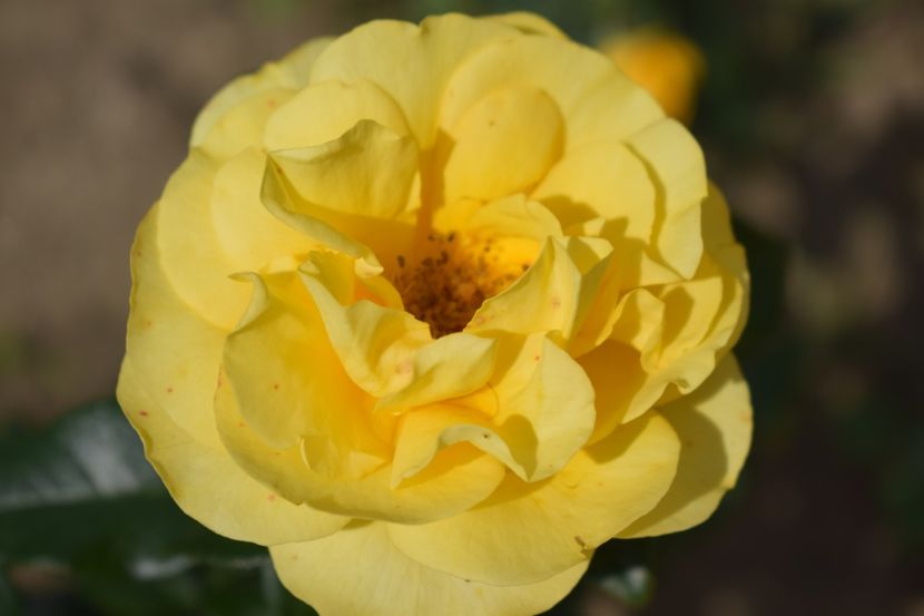  - TRANDAFIRI VARA 2018 V