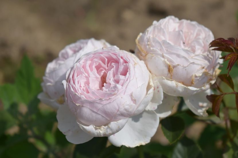  - TRANDAFIRI VARA 2018 V