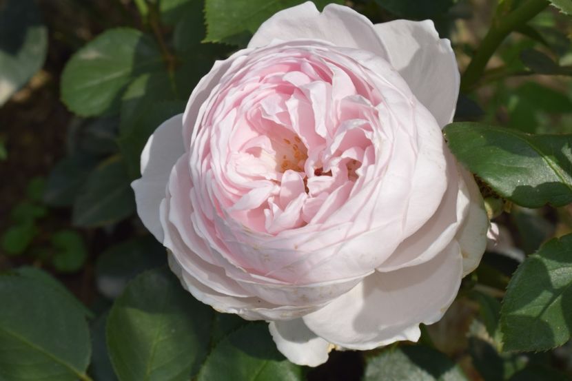  - TRANDAFIRI VARA 2018 V