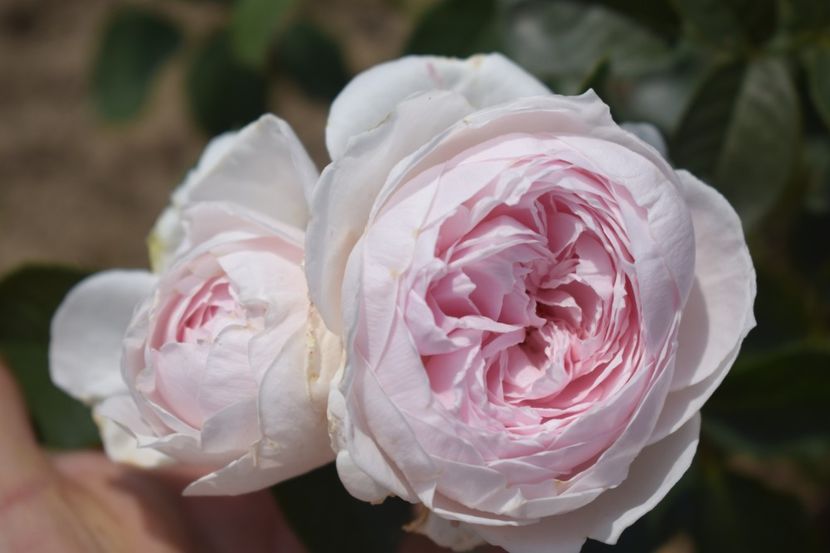  - TRANDAFIRI VARA 2018 V